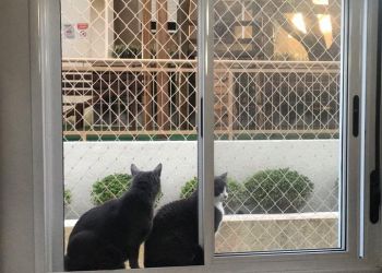Rede de proteÃ§Ã£o - malha 5 cm para gatinhos