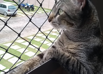 Redes de Proteção em Porto Alegre!