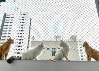 Redes de Proteção em Porto Alegre!