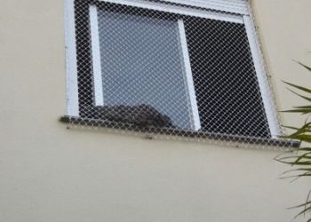Rede malha branca de  3 cm para gatos pequenos